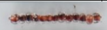 Inside Color Seed Beads Size 11/0 - Chestnut