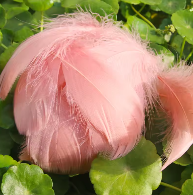 Florette Dyed Feathers