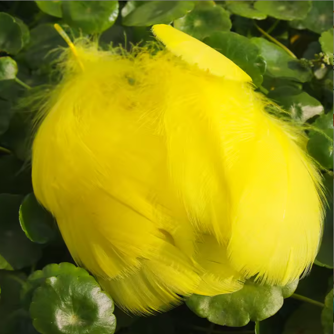 Florette Dyed Feathers
